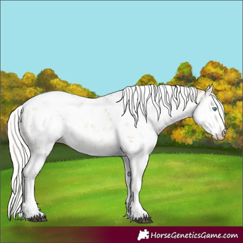 Horse Color:White Spotted Silver Brown Sabino Appaloosa 