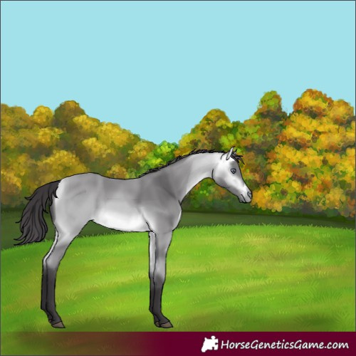 Horse Color:Buckskin Chinchilla 