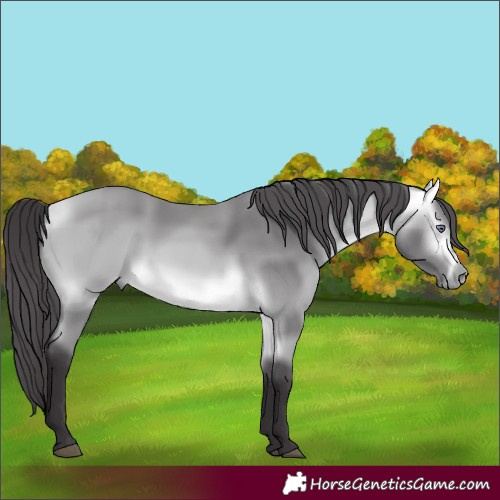 Horse Color:Buckskin Chinchilla 