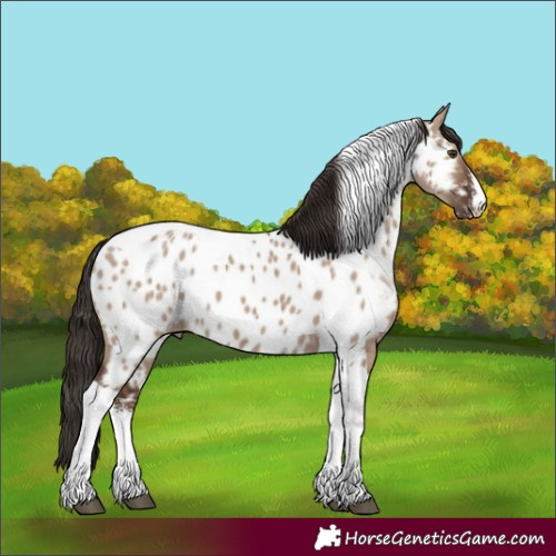 Horse Color:White Spotted Liver Red Dun Tobiano Near Leopard 