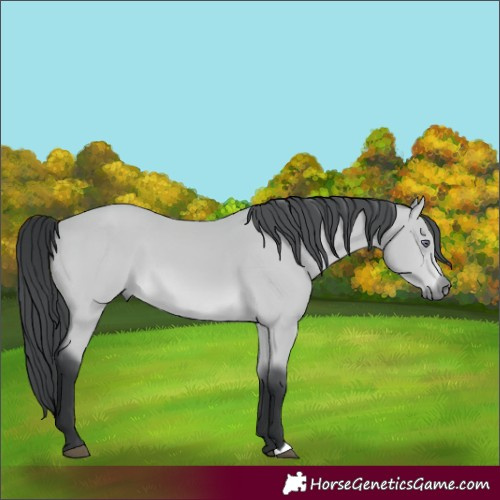 Horse Color:Bay Chinchilla 