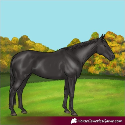 Horse Color:Smoky Black 