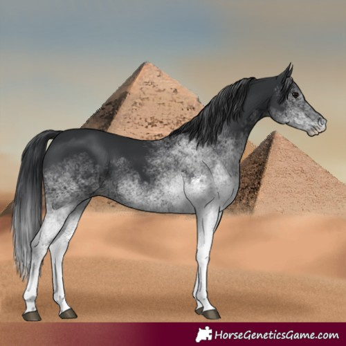 Horse Color:White Spotted Black