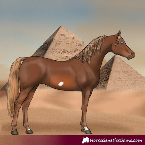 Horse Color:Chestnut Frame