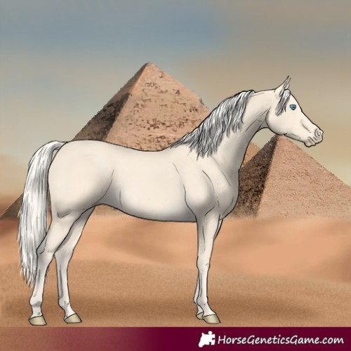 Horse Color:Cremello