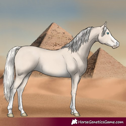 Horse Color:Cremello 