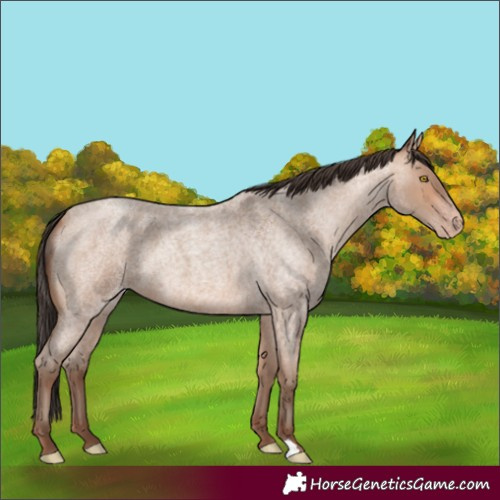 Horse Color:Amber Champagne Roan 