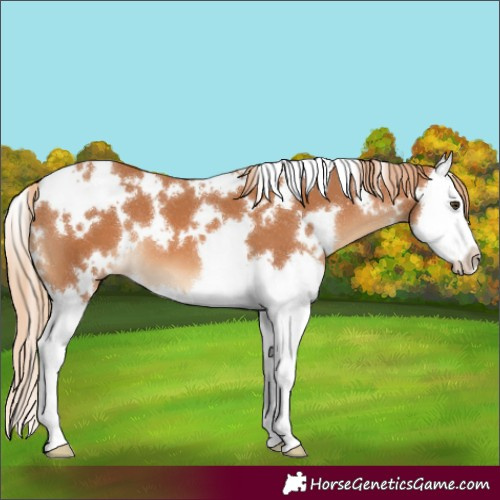 Horse Color:White Spotted Chestnut Splash 