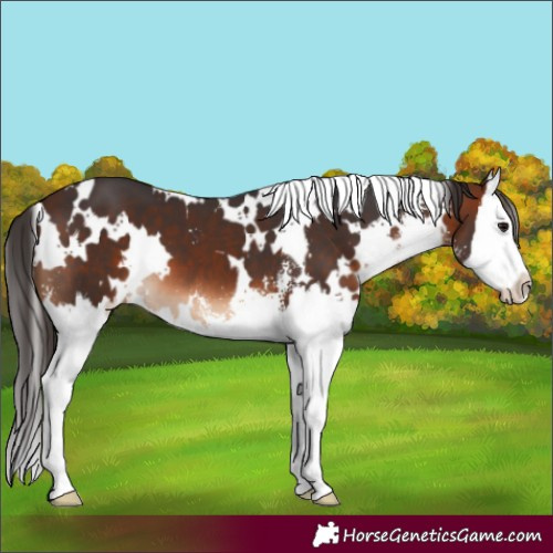 Horse Color:White Spotted Brown Sabino Splash 
