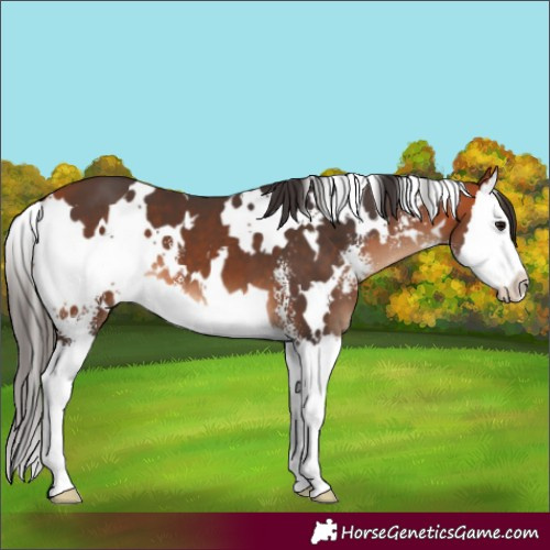 Horse Color:White Spotted Bay Sabino Splash 