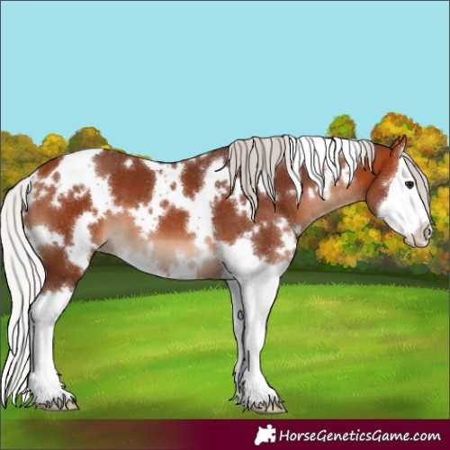 Horse Color:White Spotted Silver Bay Splash