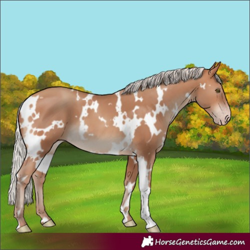 Horse Color:White Spotted Silver Sable Champagne