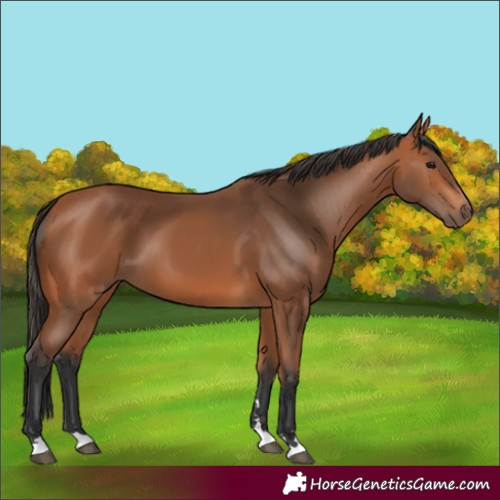 Horse Color:Bay 