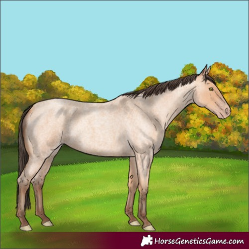 Horse Color:Amber Champagne Roan 