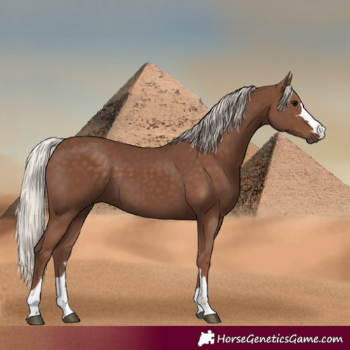 Horse Color:Silver Black 
