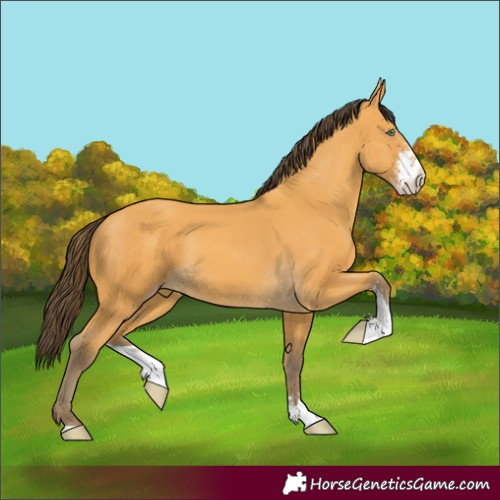 Horse Color:Amber Cream Champagne Sabino
