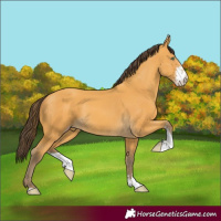 Horse Color:Amber Cream Champagne Sabino 