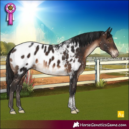 Horse Color:Brown Tobiano Appaloosa Rabicano 