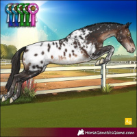 Horse Color:Brown Tobiano Appaloosa Rabicano 