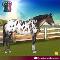 Horse Color:Brown Tobiano Appaloosa Rabicano 