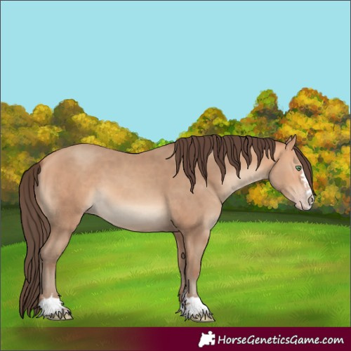 Horse Color:Amber Champagne