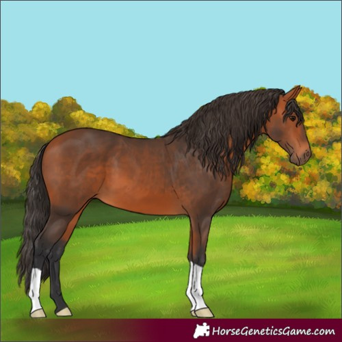 Horse Color:Bay 