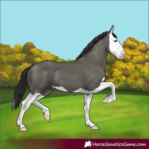 Horse Color:Grullo Splash