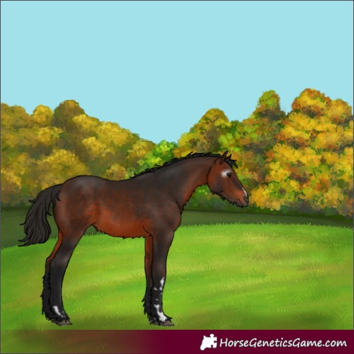 Horse Color:Gray Bay 