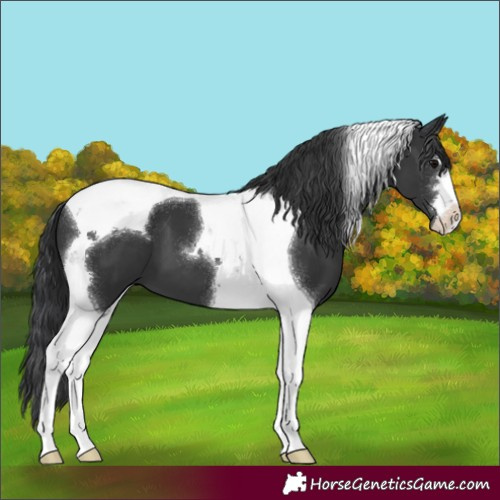 Horse Color:Black Tobiano 