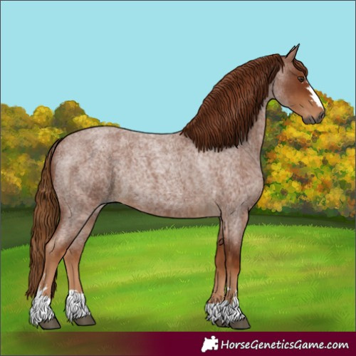 Horse Color:Gray Red Roan 