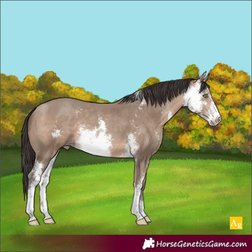 Horse Color:Sable Champagne Sabino 