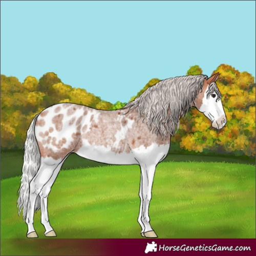 Horse Color:Silver Bay Roan Splash Blanket Rabicano
