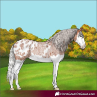Horse Color:Silver Bay Roan Splash Blanket Rabicano