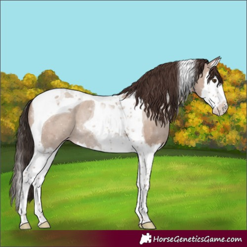 Horse Color:Classic Champagne Dun Splash Tobiano Rabicano 