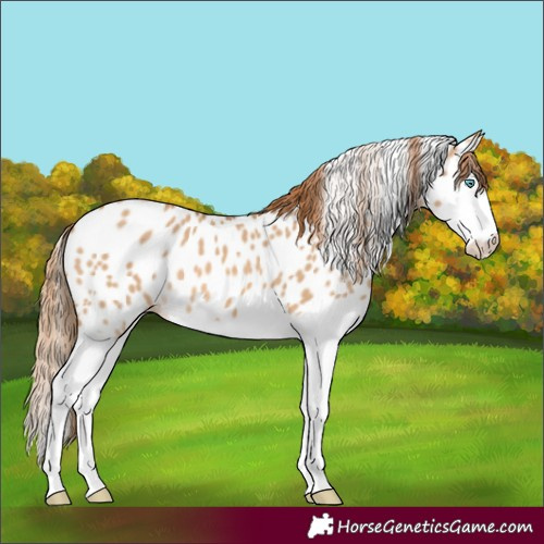 Horse Color:Red Dun Splash Appaloosa 