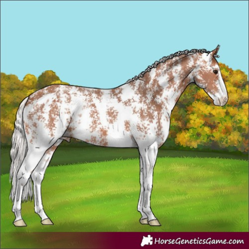 Horse Color:Silver Bay Sabino 