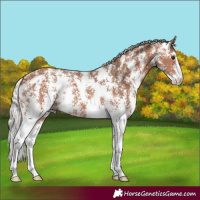 Horse Color:Silver Bay Sabino 