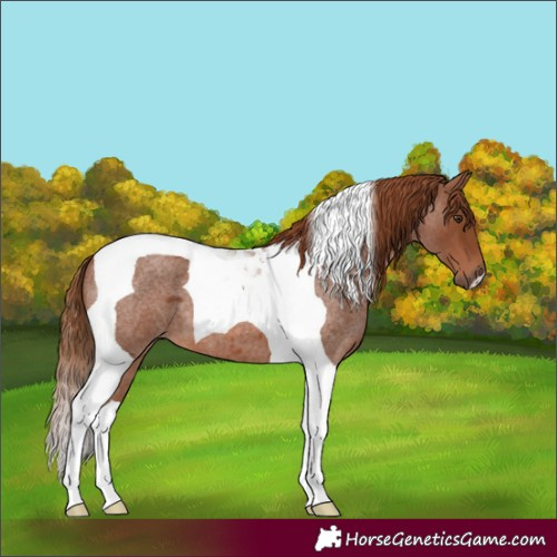 Horse Color:Red Roan Tobiano 