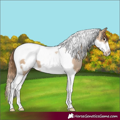 Horse Color:Grullo Pearl Tobiano Frame 