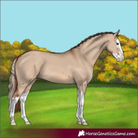 Horse Color:Red Dun Splash 