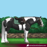 Horse Color:Gray Black Splash Tobiano