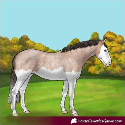 Horse Color:Bay Roan Splash