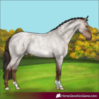Horse Color:Liver Red Dun Roan 