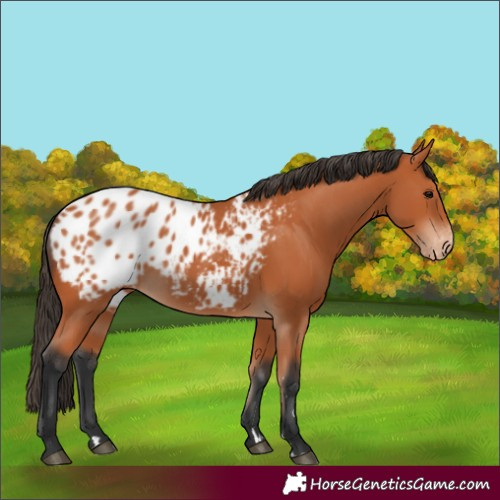 Horse Color:Bay Appaloosa