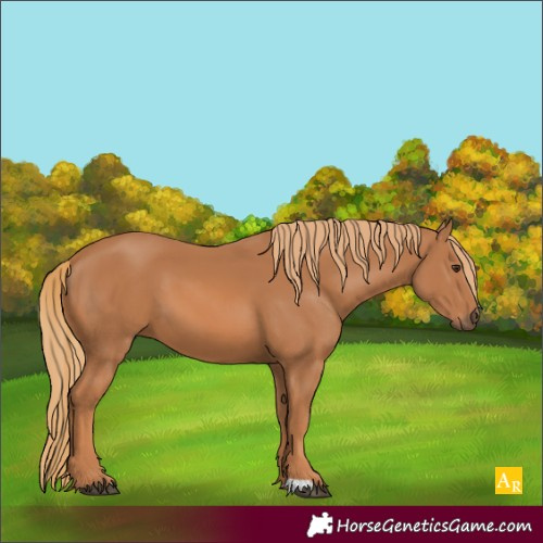 Horse Color:Unknown