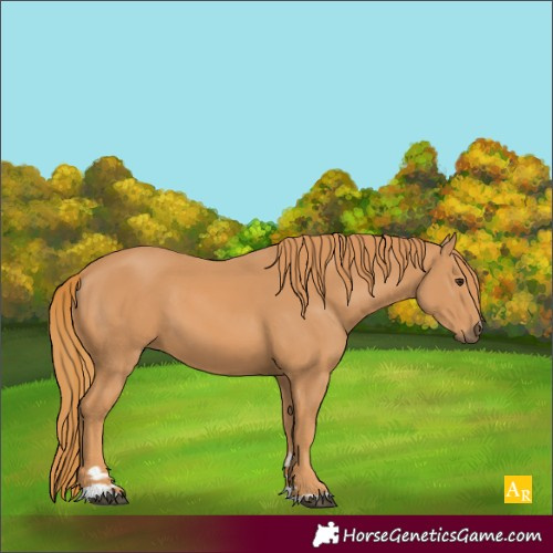 Horse Color:Unknown 