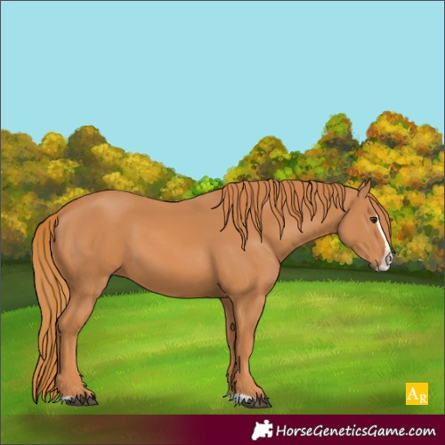 Horse Color:Unknown 