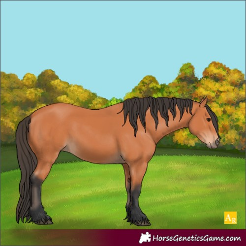 Horse Color:Unknown 