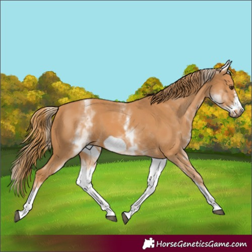Horse Color:Unknown 