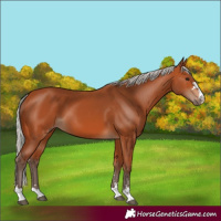 Horse Color:Silver Bay